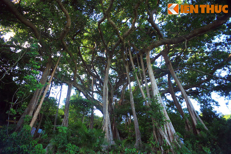 4. Nằm ở tiểu khu 63 thuộc khu bảo tồn thiên nhiên Sơn Trà , cây đa Sơn Trà là điểm đến ưa thích của du khách khi ghé thăm bán đảo Sơn Trà. Cây có chiều cao 22 mét, chu vi thân chính 10 mét, chu vi tán cây rộng 85 mét, có 26 rễ phụ và chiều cao rễ đến 25 mét, hình thù rất độc đáo.