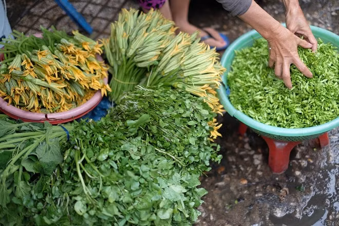 Mùa nào thức nấy, du khách sẽ bắt gặp nhiều loại rau phổ biến của miền Tây như bông bí, thiên lý, cải xoong... Ảnh: Minh Hằng.