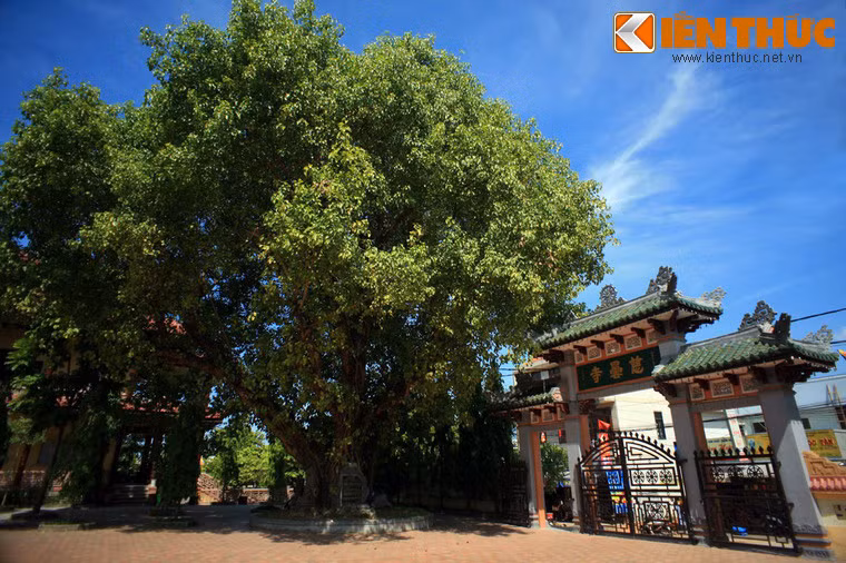 Theo các sử liệu, chùa do Thiền sư Minh Hoằng - Tử Dung khai sơn vào khoảng cuối thế kỉ 17, và sau đó được đặt tên là chùa Ấn Tôn, với ý nghĩa là "lấy sự truyền tâm làm tông chỉ". Ảnh: Cây bồ đề tại chùa Từ Đàm có nguồn gốc từ Ấn Độ, nơi đức Phật thành đạo, được trồng sớm nhất tại Việt Nam.