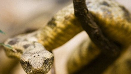 Te bay... quy ong bi ran can ''cua quy''