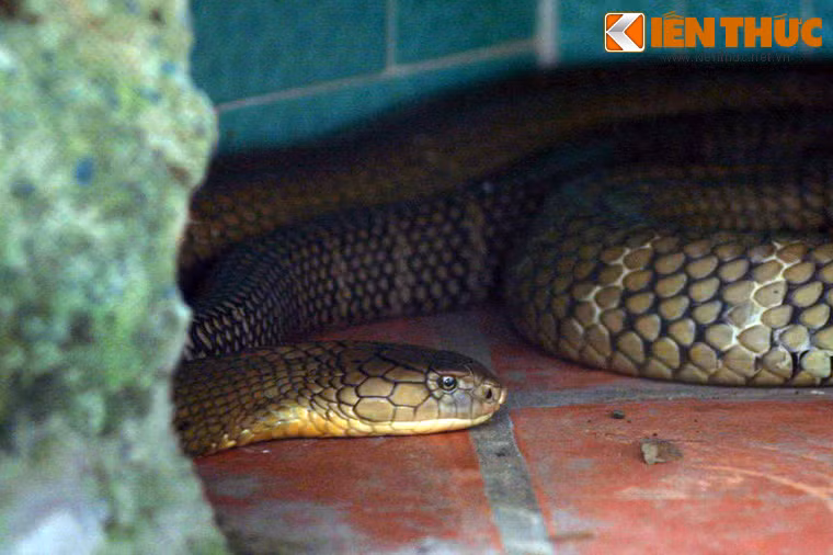 Thời điểm hiện tại, Trại rắn Đồng Tâm có khoảng 200 con rắn hổ mang chúa bố mẹ và nhiều con non từ 3 tháng tuổi đến một năm.