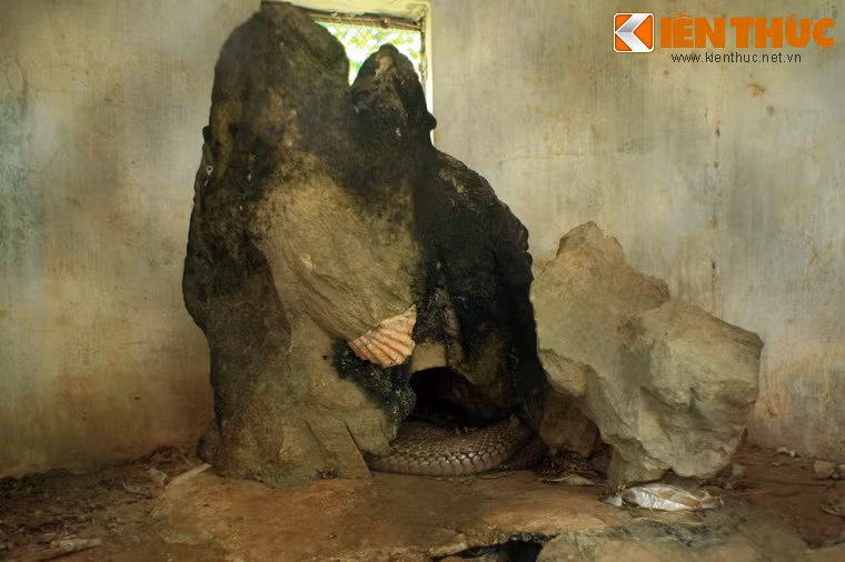 Mỗi chuồng rắn như một "lâu đài", được xây dựng khá hoàn chỉnh, phù hợp với tập tính, sinh lý của loài rắn hổ mang chúa.