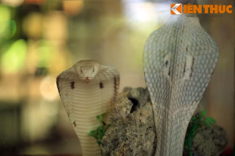... rắn hổ mèo, loài rắn có thể phun nọc xa 2 mét.