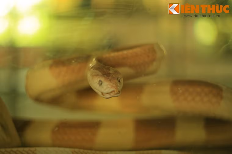 Có thể bắt gặp ở đây mẫu vật của nhiều loài rắn quý hiếm như rắn mai gầm (cạp nong)...