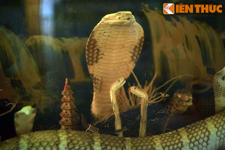 Thu hút sự quan tâm hơn cả là rắn hổ chúa, loài rắn độc lớn nhất và quý hiếm bậc nhất Việt Nam.