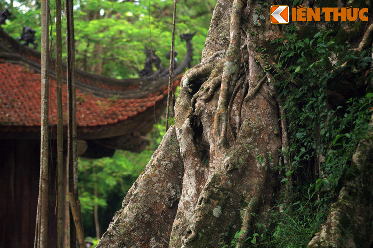 Sau này, cây đa mọc lên xanh tốt, bộ rễ phụ của cây dần dần ôm trọn gốc thị rồi hóa thành chung một gốc. Cây thị sống trong lòng cây đa vẫn xanh tươi tốt lá, mỗi năm đều ra quả, tuy nhỏ, chát nhưng thơm lừng một góc trời. Đến năm 2007 cây thị già chết khô.