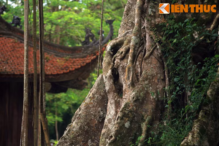 Sau này, cây đa mọc lên xanh tốt, bộ rễ phụ của cây dần dần ôm trọn gốc thị rồi hóa thành chung một gốc. Cây thị sống trong lòng cây đa vẫn xanh tươi tốt lá, mỗi năm đều ra quả, tuy nhỏ, chát nhưng thơm lừng một góc trời. Đến năm 2007 cây thị già chết khô.