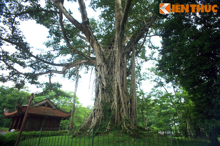 Cây cũng được gọi bằng một cái tên khác là "cây Đa ôm cây Thị", xuất phát từ một câu chuyện được lưu truyền qua nhiều thế hệ. Theo đó, xưa kia chỗ cây đa đang án ngữ là một cây thị lớn. Chim chóc thường về đậu trên cành thị mang theo quả đa về ăn nên hạt rơi xuống mọc thành cây.