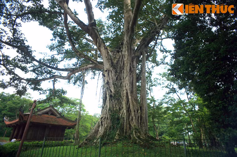 Cây cũng được gọi bằng một cái tên khác là "cây Đa ôm cây Thị", xuất phát từ một câu chuyện được lưu truyền qua nhiều thế hệ. Theo đó, xưa kia chỗ cây đa đang án ngữ là một cây thị lớn. Chim chóc thường về đậu trên cành thị mang theo quả đa về ăn nên hạt rơi xuống mọc thành cây.