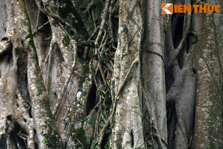 Trên phương diện tự nhiên, "cây Đa ôm cây Thị" thường được giới khoa học gọi là hiện tượng "đa bóp cổ". Là loài thực vật phụ sinh, đa bóp cổ thường mọc trên thân cây khác từ hạt do động vật mang đến. Cây nảy mầm nhanh chóng phát triển các rễ khí sinh, vừa giúp cây bám chắc vào cây chủ, vừa hút nước và dưỡng chất.