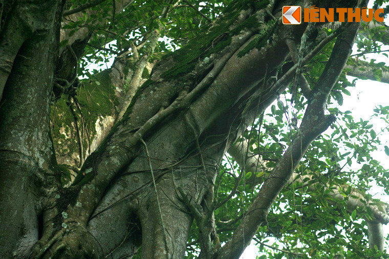 Khi chạm tới mặt đất, những chiếc rễ này sẽ phát triển thành thân cây thực thụ. Chúng sẽ ăn sâu vào đất và vươn lên nhanh chóng, đan vào xen nhau như một mạng lưới với hàng trăm chiếc rễ siết chặt thân cây chủ. Theo thời gian, các tán lá của đa bóp cổ sẽ chiếm hết nguồn ánh sáng, dẫn đến cái chết của thân cây chủ...