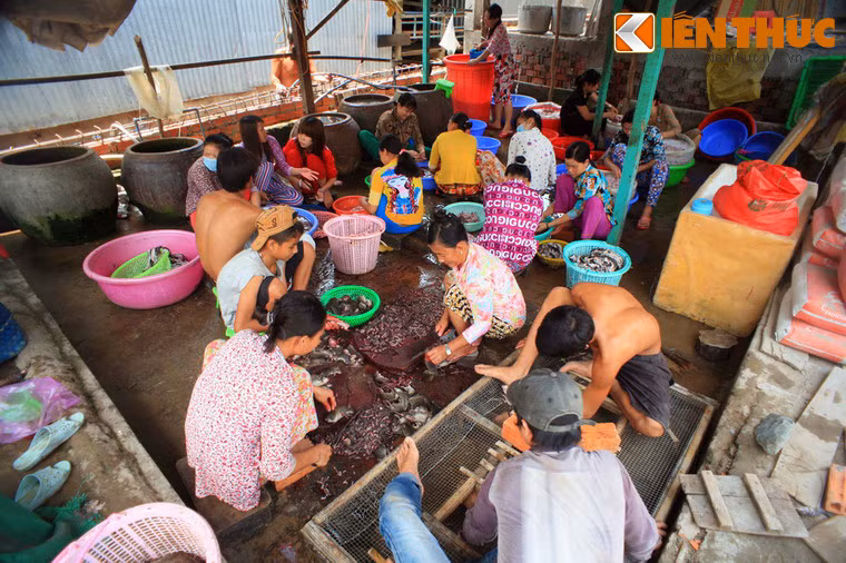 Trong xưởng, hàng chục người sẽ đảm nhận nhiều công đoạn chế biến chuột khác nhau.