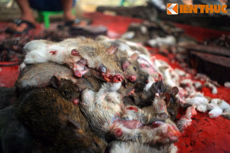 Chuột sau công đoạn xử lý đầu tiên.