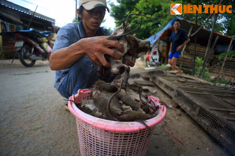 Mỗi ngày, khoảng 3-5 tấn chuột được tiêu thụ tại làng chuột Phù Dât. Điều này không chỉ đem lại công ăn việc làm cho người dân địa phương mà còn tạo nên một điểm đến thú vị mạng đậm nét văn hóa miền Tây dành cho du khách trong và ngoài nước.