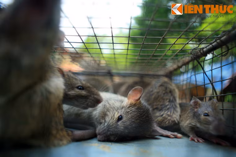 Chúng được coi là thực phẩm sạch, do kiếm ăn chủ yếu ngoài đồng ruộng, sống xa nơi khu dân cư nên ít mầm bệnh.