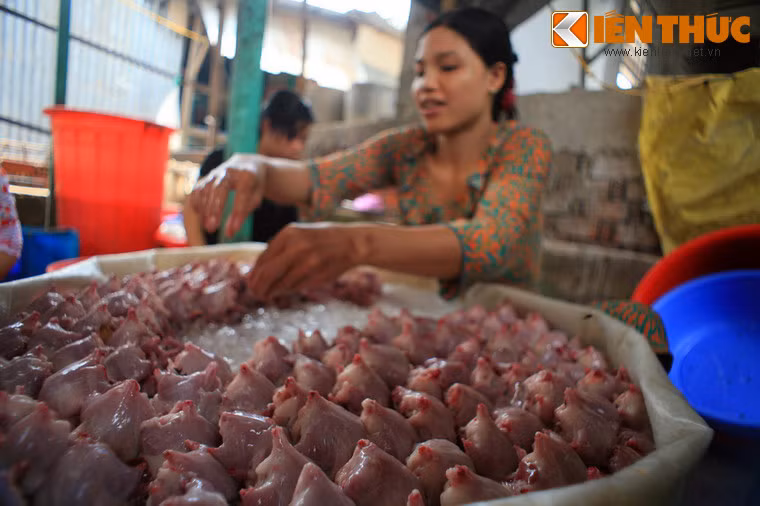 Chúng sẽ được rửa sạch và ướp đá trước khi xuất ra thị trường.