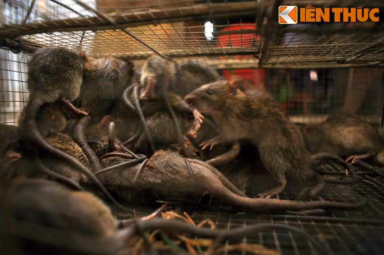 Chuột cơm và chuột cống nhum là hại loại chuột được ưa chuộng nhất ở miền Tây, trong đó chuột cơm là loại phổ biến nhất.