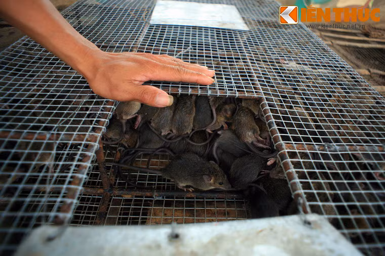 Ngay sau khi đưa về chợ chuột Phù Dật, những chú chuột sống sẽ "nếm trải" nhiều công đoạn xử lý khác nhau trước khi trở thành sản phẩm bán ra thịt trường.