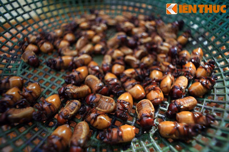 Bọ rầy sau khi được xử lý.