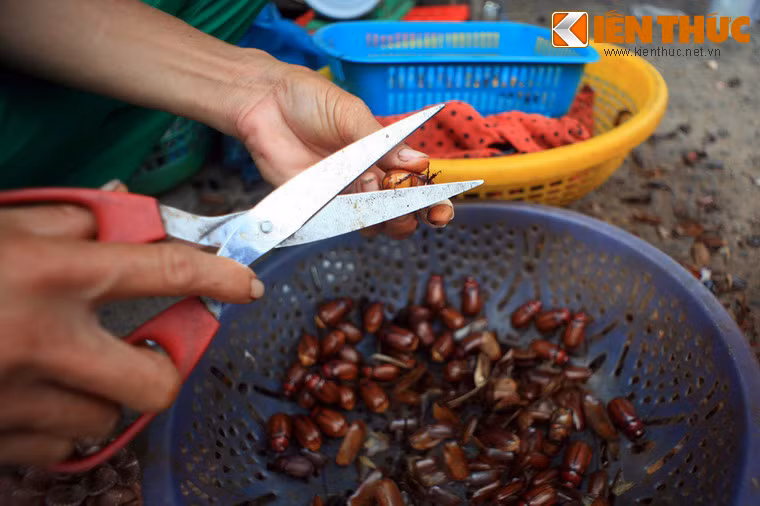 Cắt bỏ cánh và chân bọ rầy ngay tại chợ.