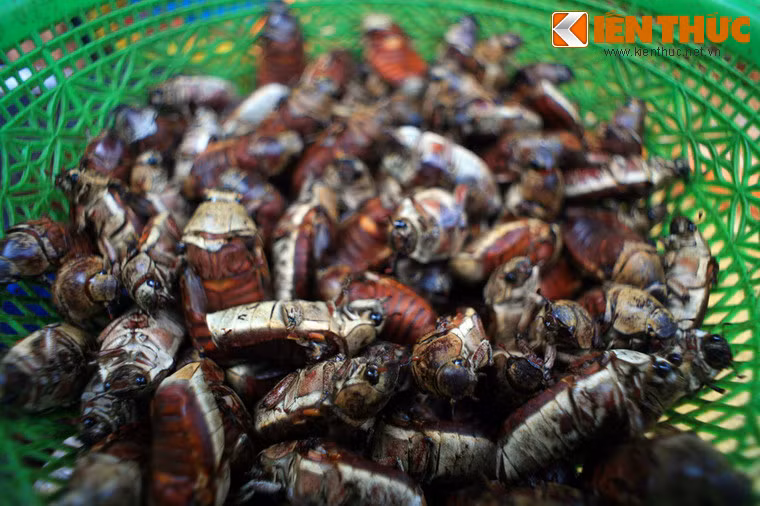 Chợ Tịnh Biên cũng là một đầu mối bán bọ rầy, vốn là một loài côn trùng có hại nhưng những năm gần đây đã trở thành đặc sản ở An Giang.