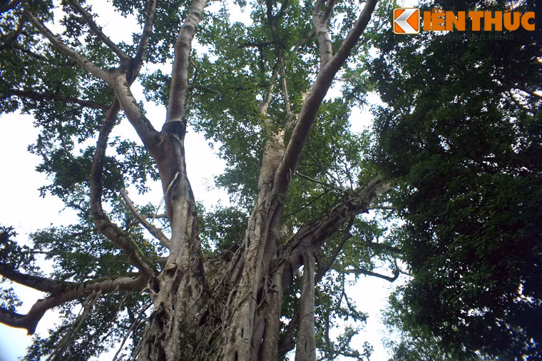 Sau này, cây đa mọc lên xanh tốt, bộ rễ phụ của cây dần dần ôm trọn gốc thị rồi hóa thành chung một gốc.