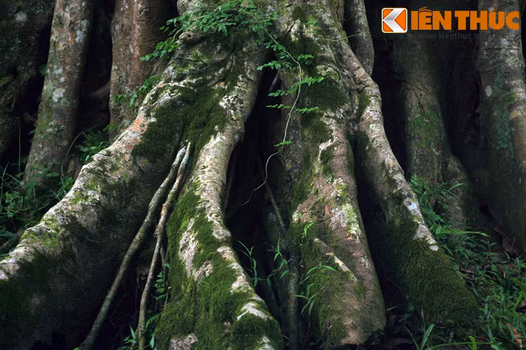 Khi chạm tới mặt đất, những chiếc rễ này sẽ phát triển thành thân cây thực thụ. Chúng sẽ ăn sâu vào đất và vươn lên nhanh chóng, đan vào xen nhau như một mạng lưới với hàng trăm chiếc rễ xiết chặt thân cây chủ.