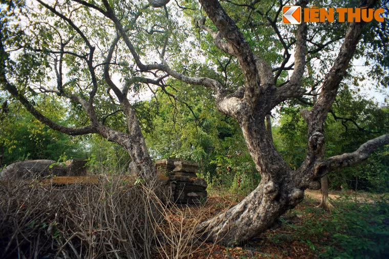 Ngày nay, khu mộ của vợ chồng ông Lê Phước Tang tuy đã trải qua hàng trăm năm nhưng hiện vẫn còn khá nguyên vẹn. Cạnh khu mộ có hai cây thị cổ thụ hình thù cổ quái. Mộ nằm trong khu đất 200 mét vuông, cây cối cỏ dại mọc um tùm, từ lâu đã bị bỏ hoang phế, không người coi sóc.