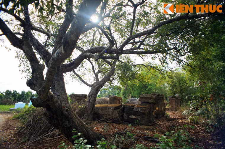 Một số bậc cao niên sống gần khu mộ cũng cho rằng, chuyện vua cho trồng cây thị với hàm ý miệt thị là không chính xác. Vì trước đây, khu mộ được bảo vệ bằng một hàng rào cây ăn trái. Sau đó do thời gian, lũ lụt, đa phần cây ăn trái trong hàng rào bảo vệ chết hết, chỉ còn lại cây thị có sức sống mãnh liệt đến bây giờ.