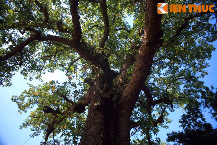 Hiện tại, cây gạo cổ thụ này có chiều cao hơn 30 mét, đường kính gốc trên 2 mét, tán tỏa ra che phủ một diện tích rộng lớn của sân đền.