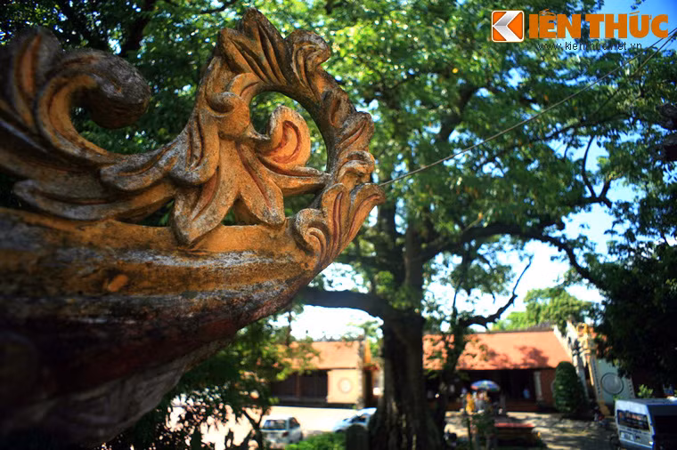 Năm 2011, cây gạo đền Mõ đã được công nhận là Cây di sản Việt Nam. Năm 2012, cây gạo này tiếp tục được công nhận là cây gạo nhiều năm tuổi nhất Việt Nam.