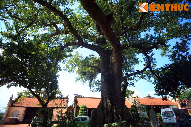 Từ thân chính của cây còn mọc thêm thân phụ bên cạnh, thường được ví như hình ảnh người mẹ đang ôm ấp, vỗ về đứa con nhỏ.