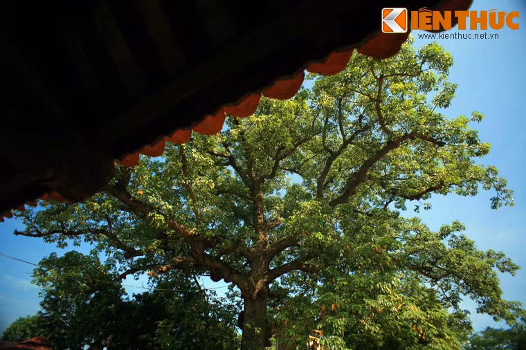 Theo lời kể của người dân địa phương, trong hàng trăm năm qua, cây gạo liên tục phát triển, nhưng không có một cành nào phạm phải một viên ngói của đền Mõ.