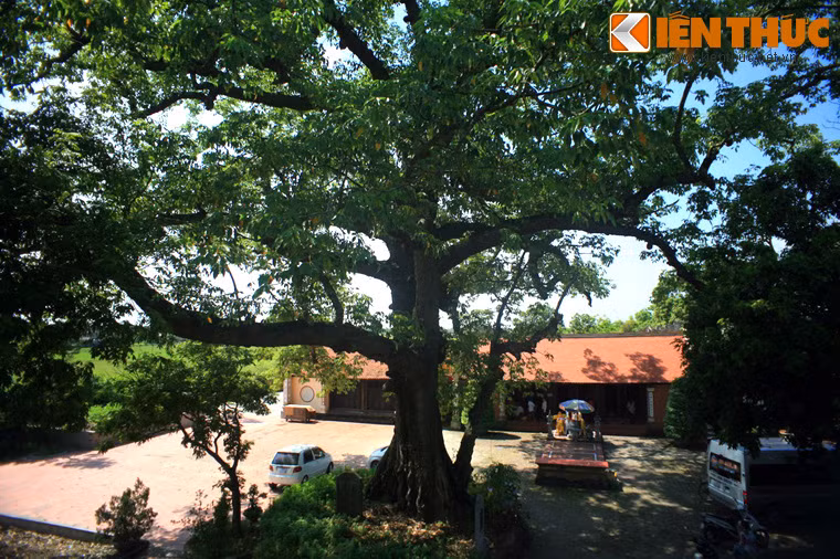 Ngay trước chính điện của đền Mõ có một cây gạo cổ thụ mà theo lời kể của các bậc cao niên trong vùng, do chính tay Bà chúa Mõ trồng năm 1284 - một năm sau ngày bà về đây lập am tu hành.