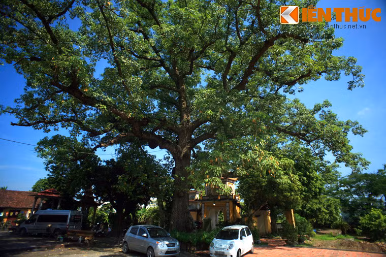 Nếu có cành nào đó mọc tràn ra phía trên mái đền, tự nhiên sẽ bị khô héo, mục nát.