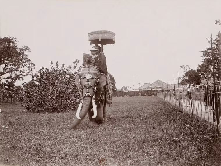 Voi chiến sử dụng trong Hoàng thành có vóc dáng đẹp với cặp ngà dài cân đối.