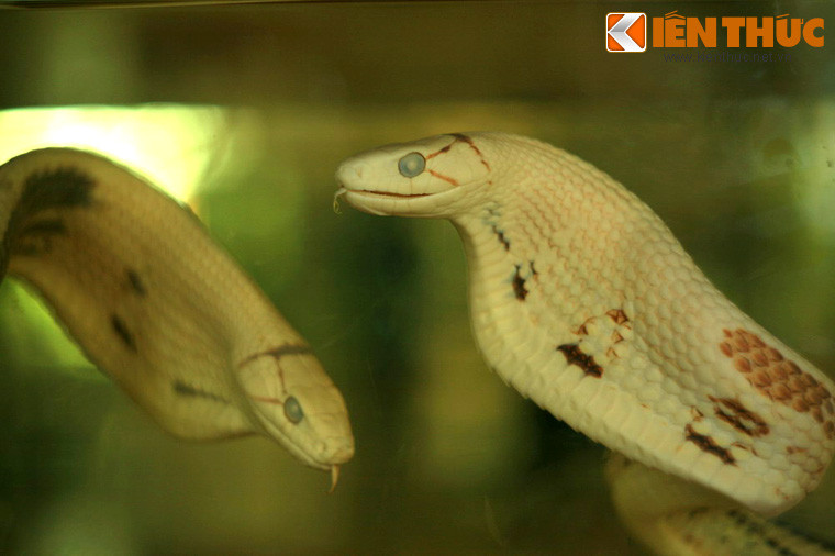 Có thể bắt gặp ở đây mẫu vật của nhiều loài rắn quý hiếm, là minh chứng cho sự đa dạng sinh học hiếm có mà thiên nhiên ban tặng cho Việt Nam. ..