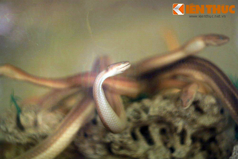 Trong bối cảnh sự tồn tại nhiều loài rắn Việt Nam đang bị đe dọa do tình trạng săt bắn, mất môi trường sống..., Bảo tàng Rắn là một điểm đến nhiều ý nghĩa giúp nâng cao nhận thức của mỗi người trong việc bảo tồn loài rắn.