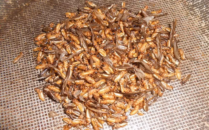 Mối đất: Mối thường có rất nhiều vào mùa hè, nhiều người Việt thường bắt mối lại để chế biến thành các món ăn dinh dưỡng, lạ miệng. Ảnh: Afamily