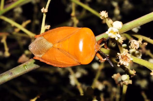 Bọ xít: Bình thường bọ xít thường bị kì thị bởi nước đái của bọ xít có thể khiến cho da bị bỏng rát, hơn nữa mùi bọ xít rất hôi tuy nhiên nhiều người lại rất thích ăn bọ xít. Ảnh: Taibif