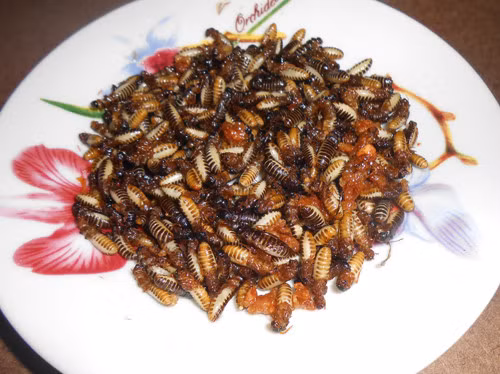 Mối sau khi làm sạch chỉ lấy phần thân thì có thể chiên giòn, nấu cháo, xào hành hoặc kho mặn để thưởng thức. Ảnh: Thanh niên