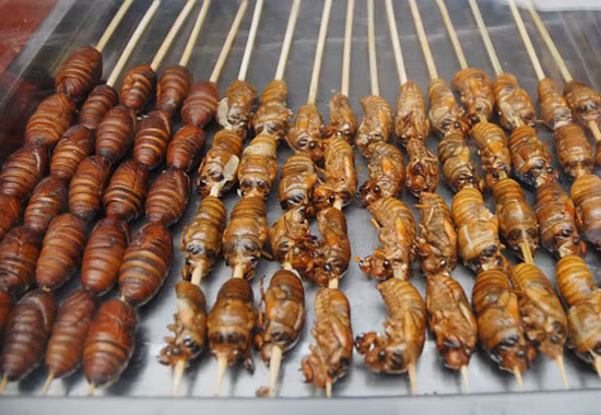 Mùa hè ở nước ta có rất nhiều loại côn trùng, tuy nhìn hình hài dễ sợ nhưng dưới sự khéo léo của đầu bếp Việt đều trở thành những món ăn từ bọ mùa hè ngon đặc biệt khó cưỡng. Ảnh: Chuyện lạ 