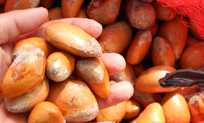 Hạt sầu riêng có tác dụng rất tốt cho thận. Ngoài ra, hạt sầu riêng luộc còn chữa bệnh dạ dày rất hiệu quả. Ảnh: Báo mới.