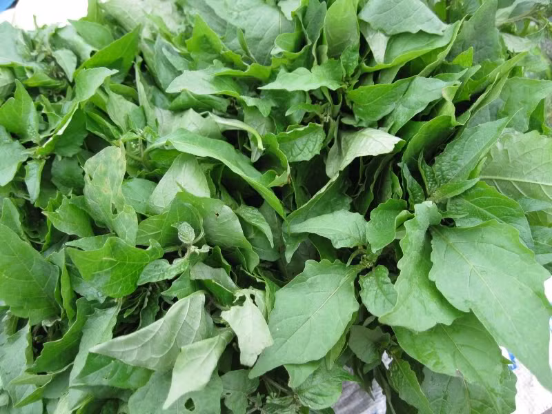 Rau tầm bóp: Đây vốn là loại cây mọc dại nhưng khi chế biến thành món ăn lại mang đến nhiều công dụng bất ngờ cho sức khỏe. Ảnh: Bệnh viện đa khoa Hồng Ngọc. 