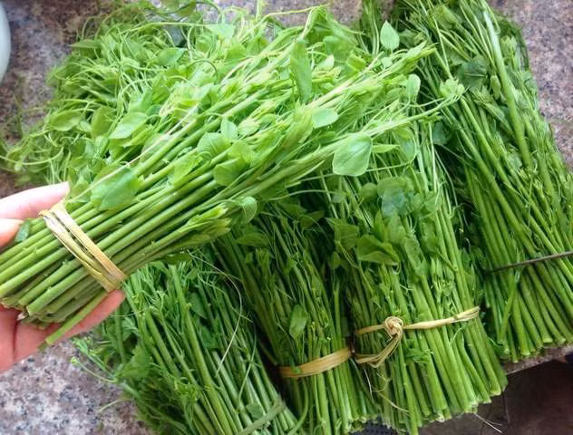 Rau bò khai: Loại rau dại này có hình dáng rất giống với ngọn su su. Tuy nhiên thân giòn và nhỏ hơn. Rau thường tập trung nhiều ở các tỉnh miền núi phía bắc. Rau bò khai có thể dùng để chế biến thành rất nhiều món ăn ngon. Ảnh: Linked.