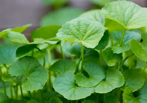 Để tránh gặp họa do ăn uống nước rau má, mỗi người trung bình mỗi ngày chỉ nên dùng 40 g rau má, nhưng không được dùng quá 1 tháng. Ảnh: Vuonthucvat.