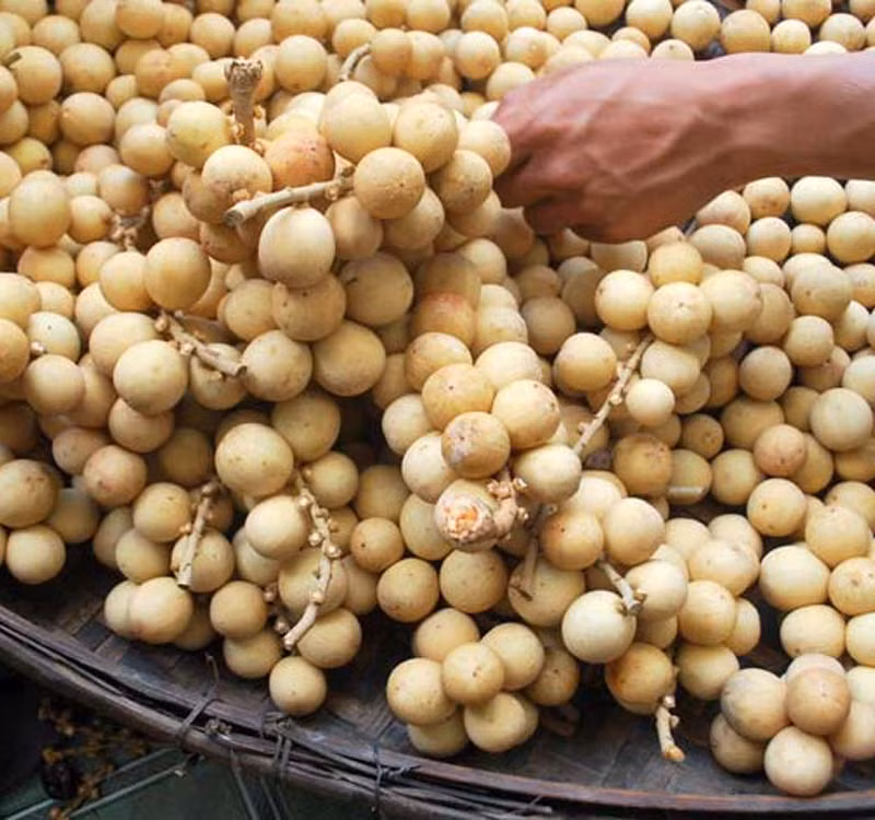 Không cắn trực tiếp vỏ bòn bon mà nên dùng tay để tách lấy phần thịt vì vỏ ăn trực tiếp cũng có một số chất độc hại không tốt cho cơ thể. Ảnh: Đặc sản làm quà.