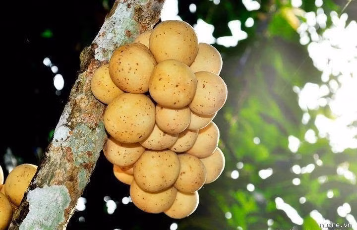 Ăn nhiều bòn bon cải thiện tiêu hóa, phòng chống táo bón và giảm nguy cơ các bệnh tim mạch. Ảnh: VOV.