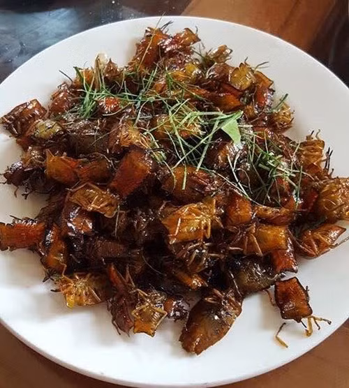 Bọ xít sau khi được chiên giòn, các đầu bếp sẽ tiếp tục cho thêm lá chanh thái chỉ vào đảo để mọi gia vị ngấm đều vào thịt từng con bọ xít. Ảnh: Khoe365.