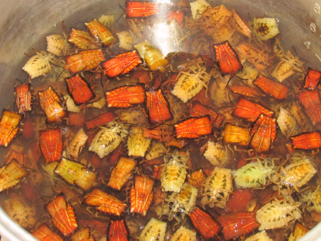 Sau khi đã bắt lượng bọ xít đủ cho cả nhà thì toàn bộ số bọ xít sống phải được thả vào chậu nước muối hơi đậm để chúng nhả hết nước tiểu và tuyến hôi có trong cơ thể ra ngoài. Ảnh: Healthplus.